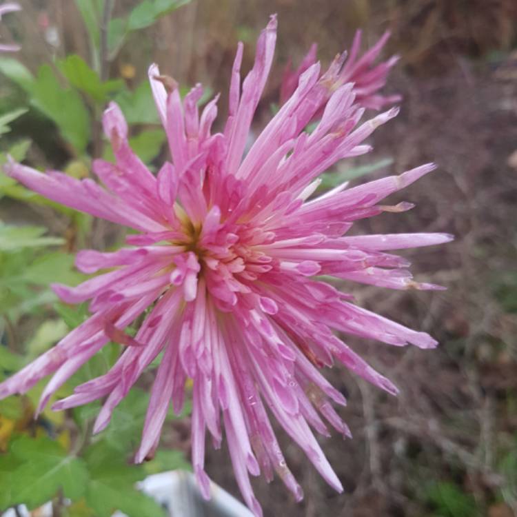 Plant image Chrysanthemum 'Skomer Pink'