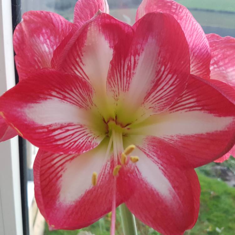 Plant image Hippeastrum (Galaxy Group) 'Monte Carlo'