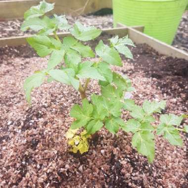 Angelica archangelica; syn Angelica officinalis