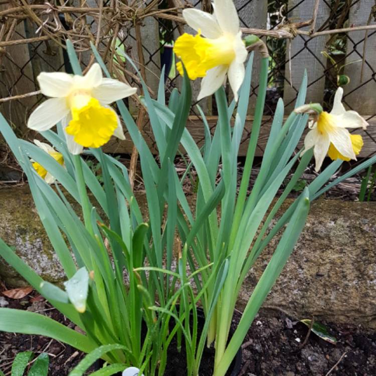 Plant image Narcissus 'Topolino'