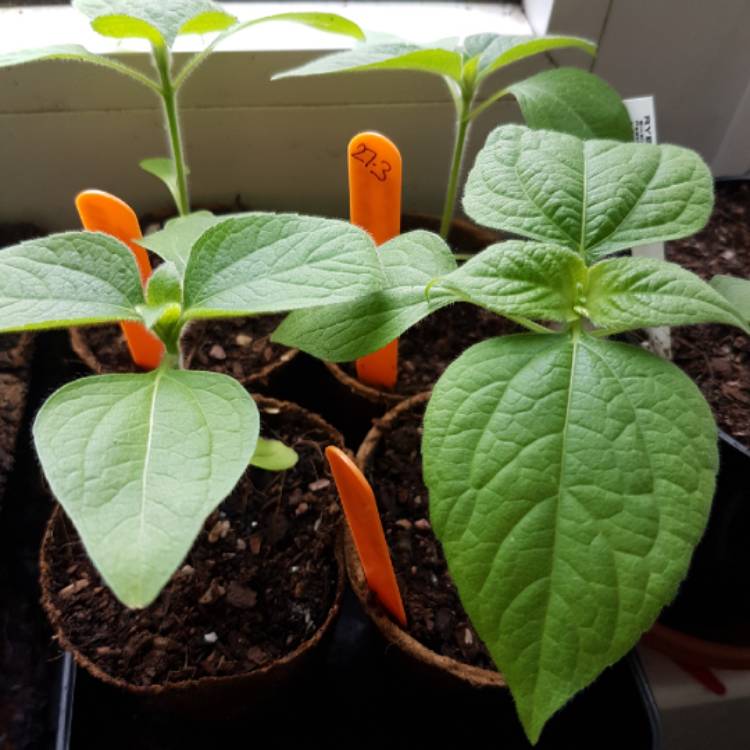 Plant image Tithonia 'Torchlight'