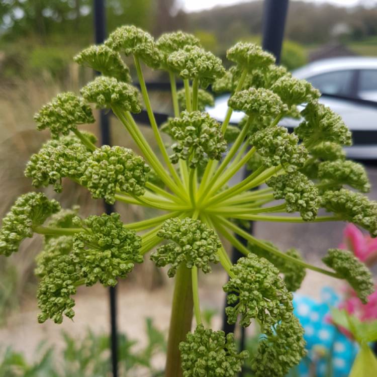 Plant image Angelica Gigas