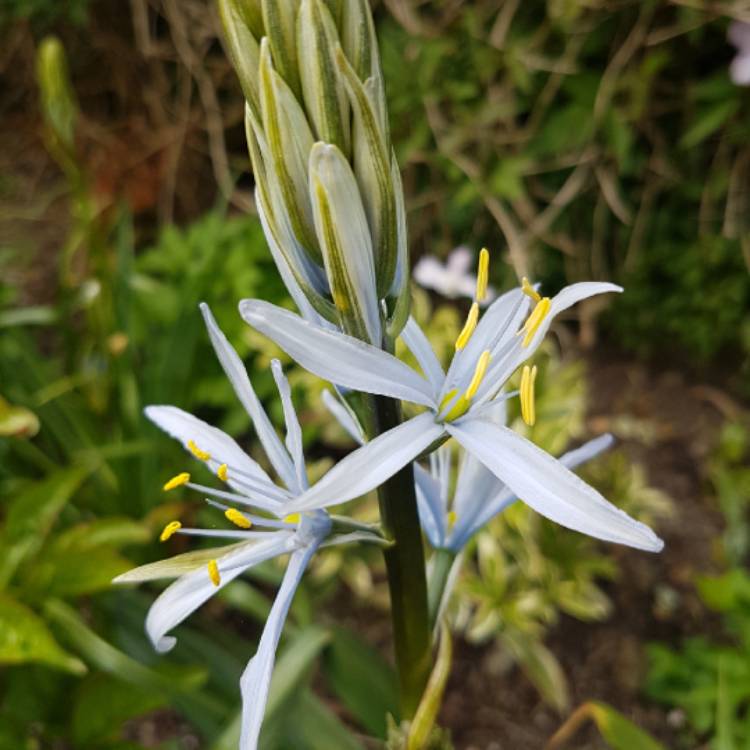 Plant image Camassia cusickii