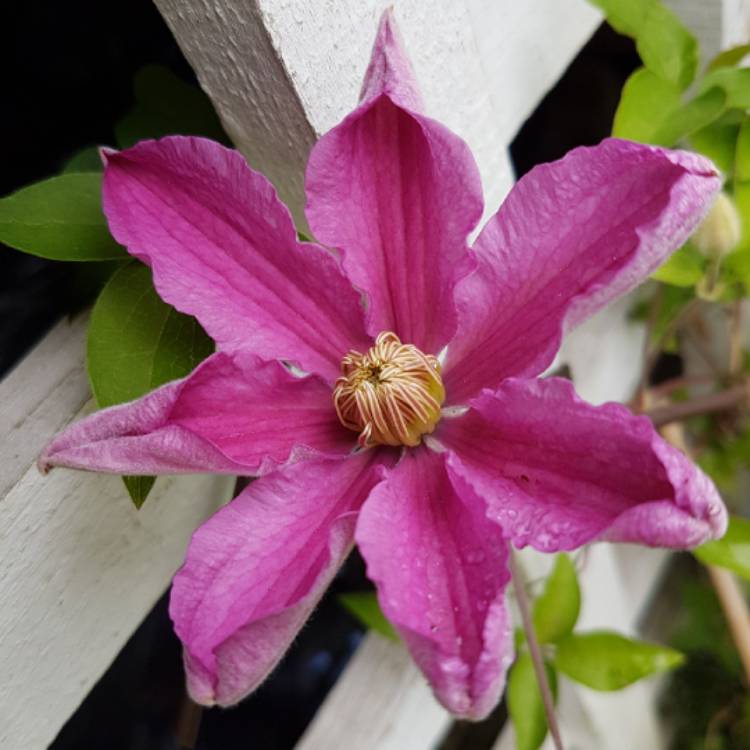 Plant image Clematis 'Sally'™ evipo077