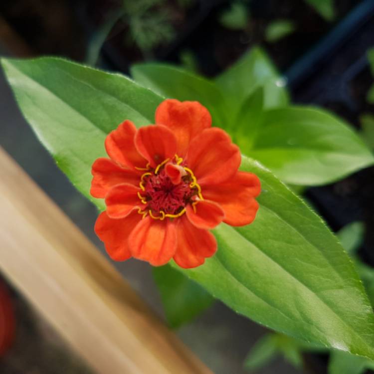 Plant image Zinnia elegans 'Cupid Reselected Mix' syn. Zinnia elegans 'Cupid Mix'