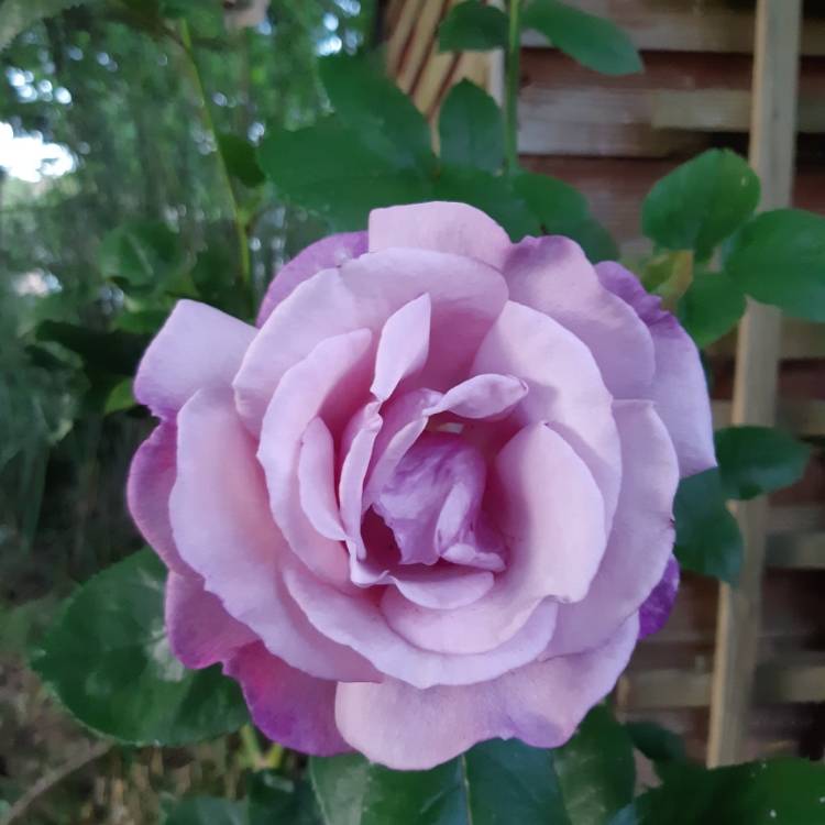 Plant image Rosa 'Fryniche' syn. Rosa 'Moody Blue', Rosa 'My Lovely Dad'