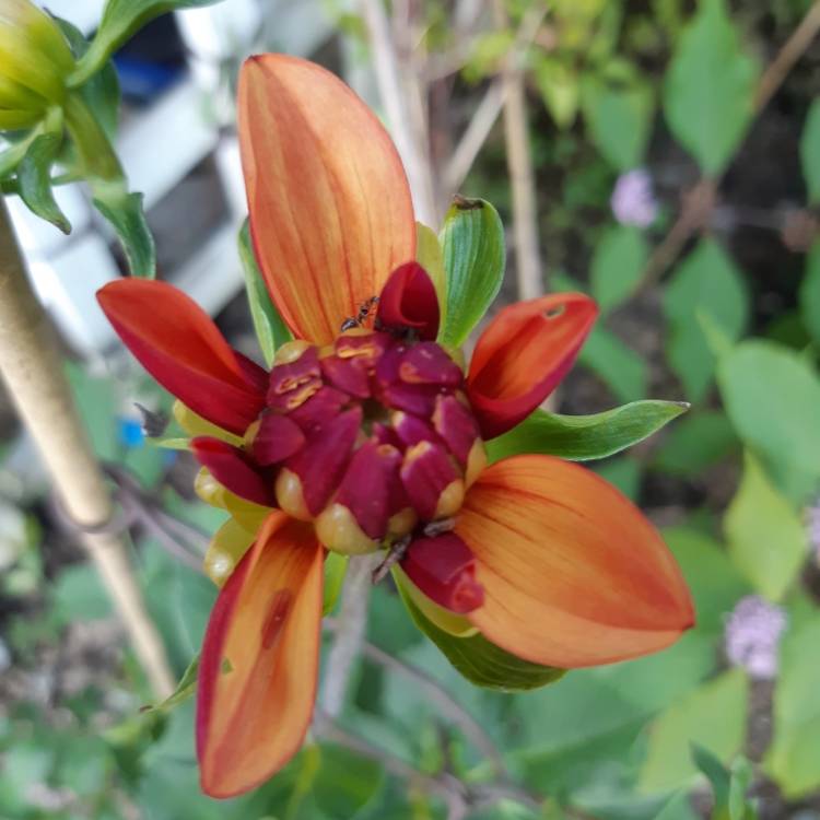 Plant image Dahlia 'Jescot Julie'