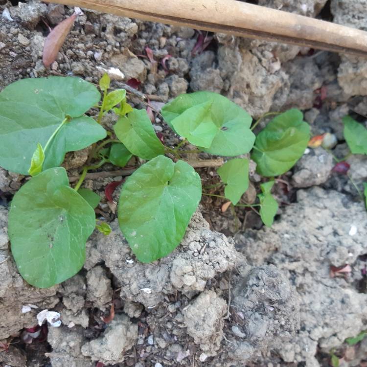 Plant image Calystegia sepium