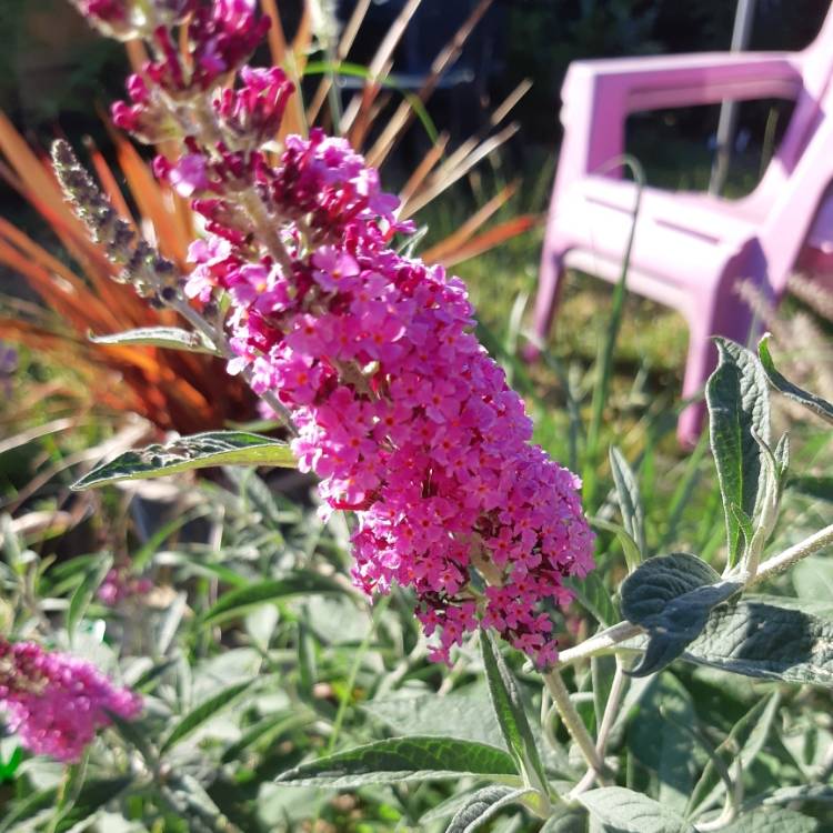 Plant image Buddleja davidii 'Tobudsopin' (Buzz Series) syn. Buddleja davidii 'Buzz Candy Pink', Buddleja davidii 'Buzz Soft Pink'