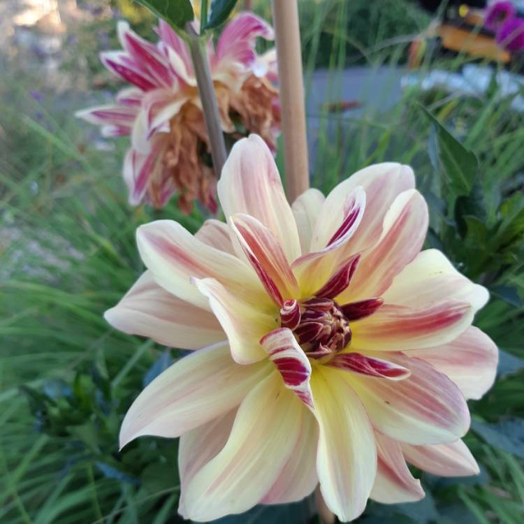 Plant image Dahlia 'Dark Butterfly'