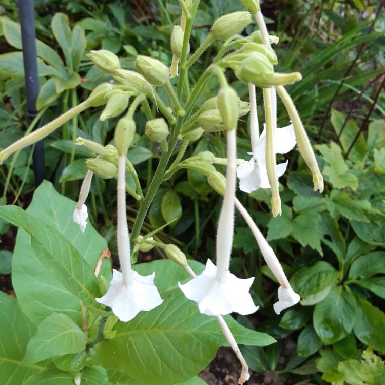 Plant image Nicotiana Sylvestris