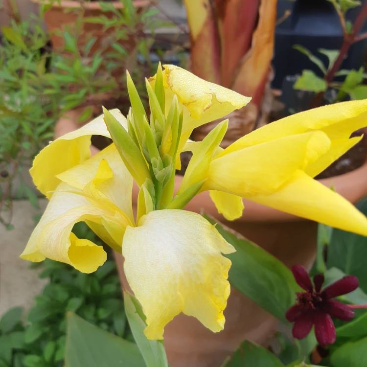 Plant image Canna 'Cannova Yellow' (Cannova Series)