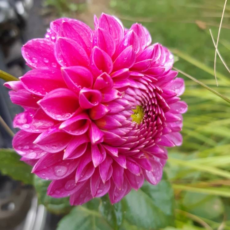 Plant image Dahlia 'Mary's Jomanda'