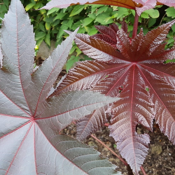 Plant image Ricinus communis 'Red Giant'