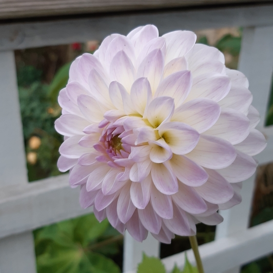 Plant image Dahlia 'Abbie'