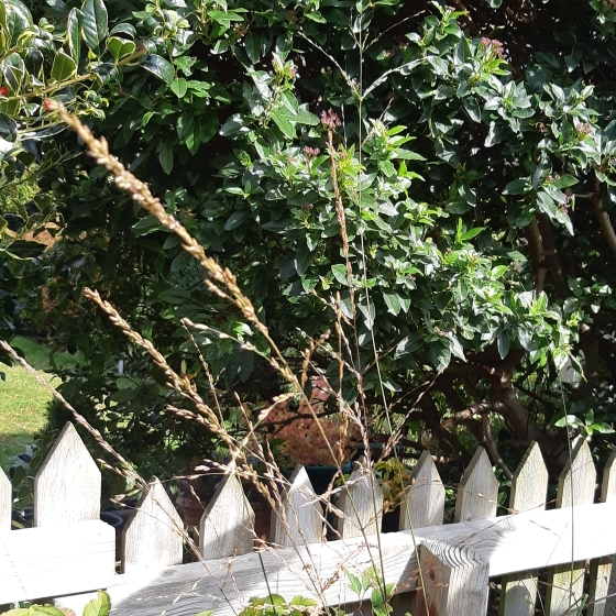 Plant image Molinia caerulea subsp. arundinacea 'Skyracer'