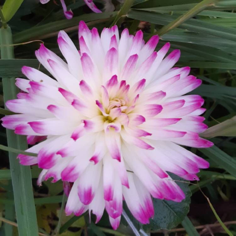 Plant image Dahlia 'Hayley Jane'