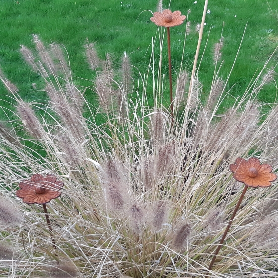 Plant image Pennisetum alopecuroides 'Dark Desire'