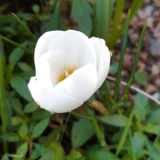 Plant image Crocus chrysanthus 'Snow Bunting'