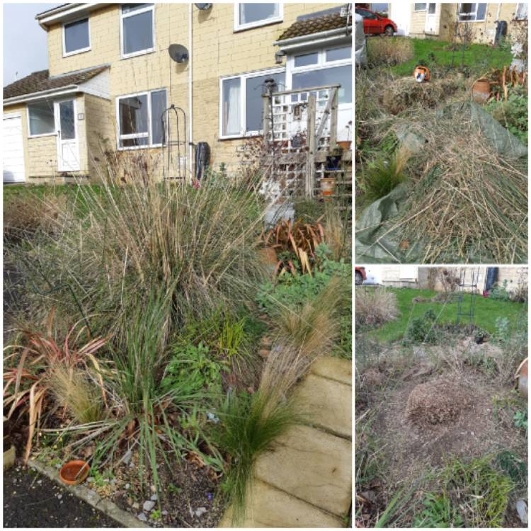 Plant image Stipa Gigantea