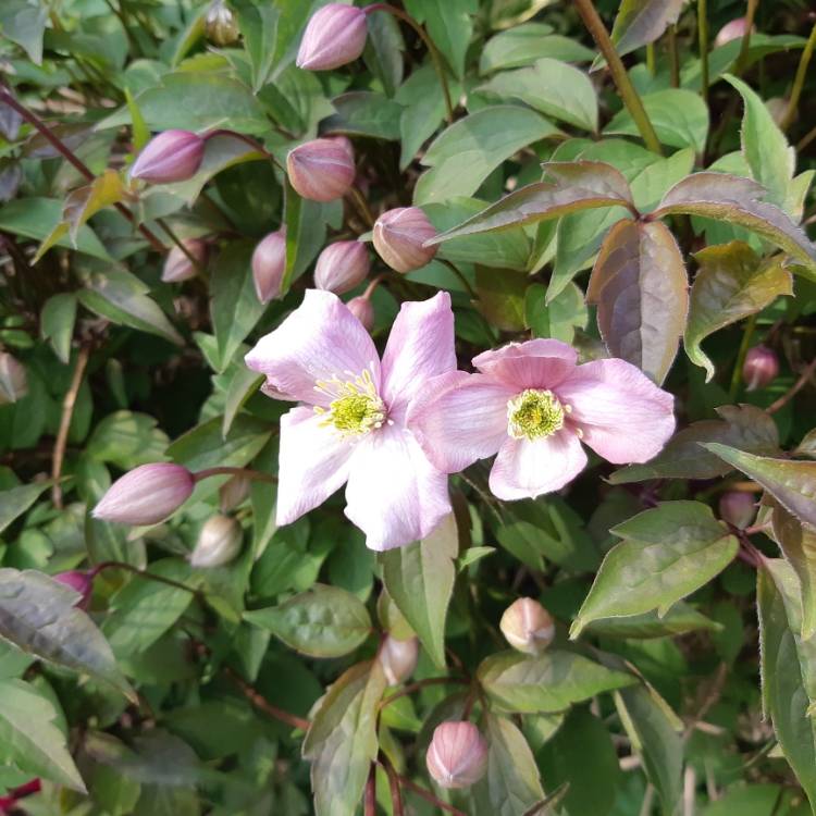 Clematis Group 1 early flowering varieties, Clematis Group 1 early ...