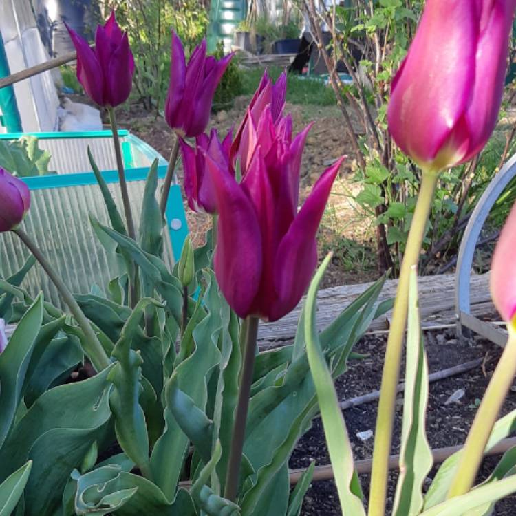 Plant image Tulipa 'Purple Dream'