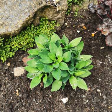 Peruvian Lily