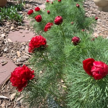 Paeonia 'Early Bird'