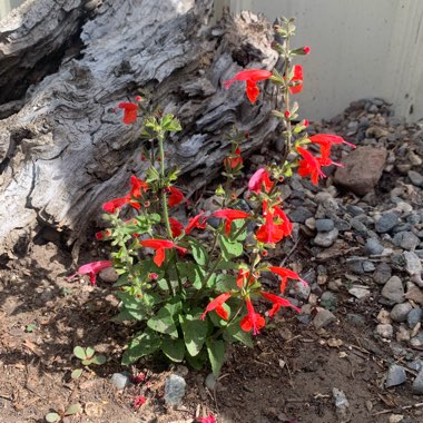 Salvia 'Royal Bumble'