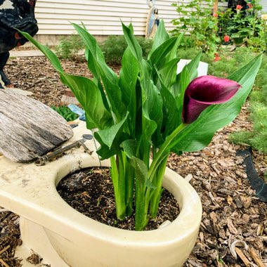 Calla Lily 'Black Hero'