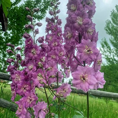 Delphinium 'Lilac Rose White Bee'