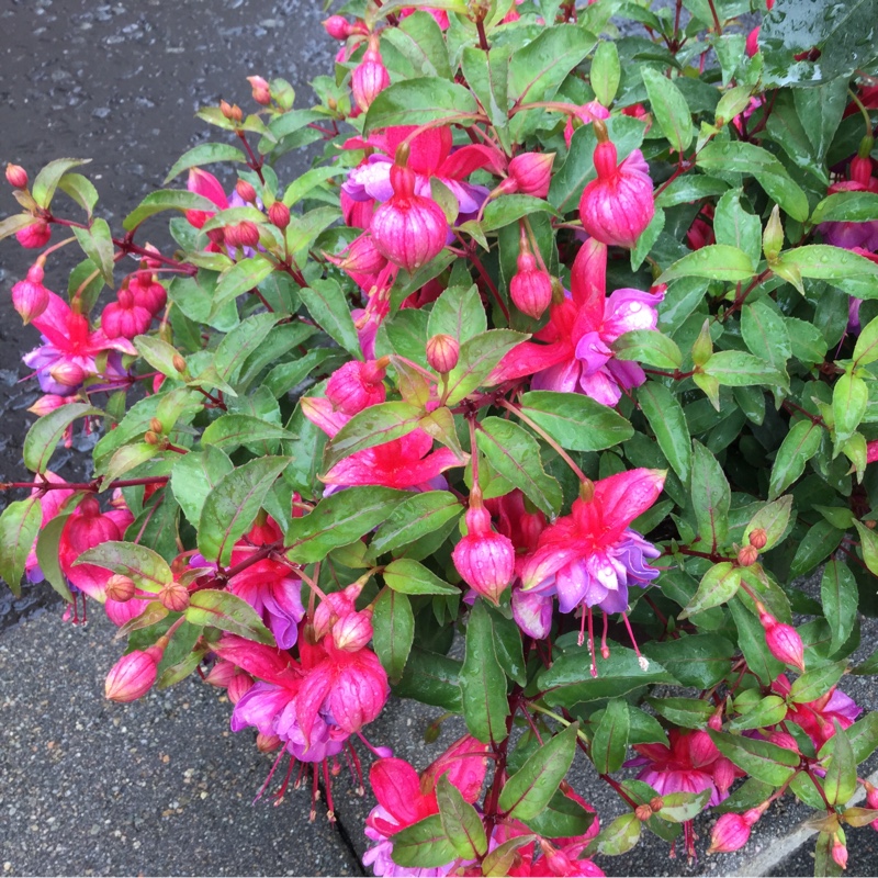 Plant image Fuchsia 'Winston Churchill'