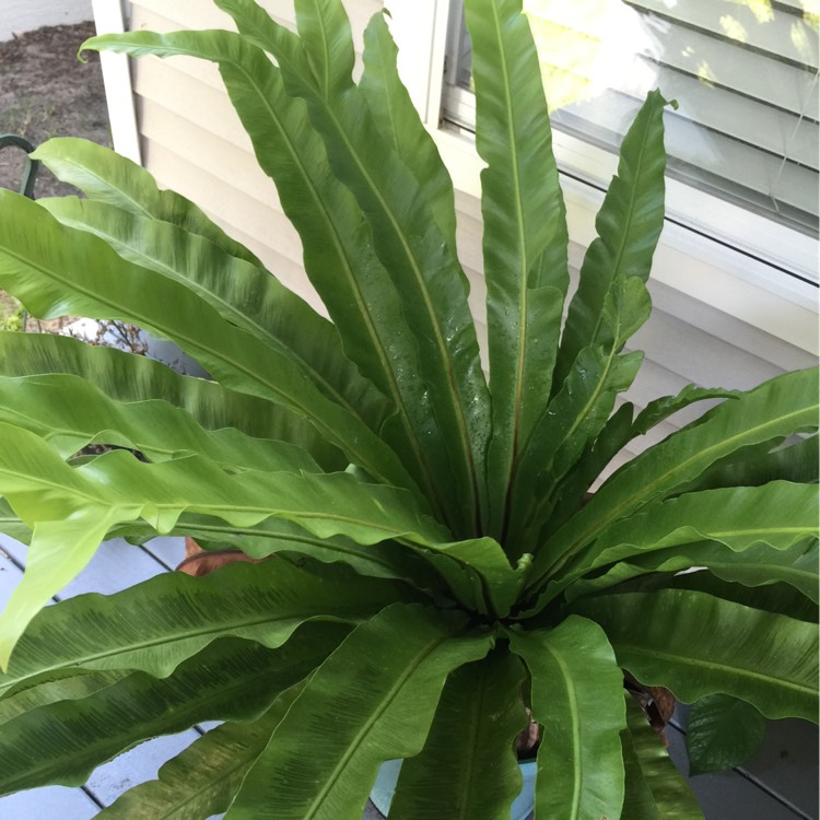 Plant image Asplenium nidas 'Crissie'