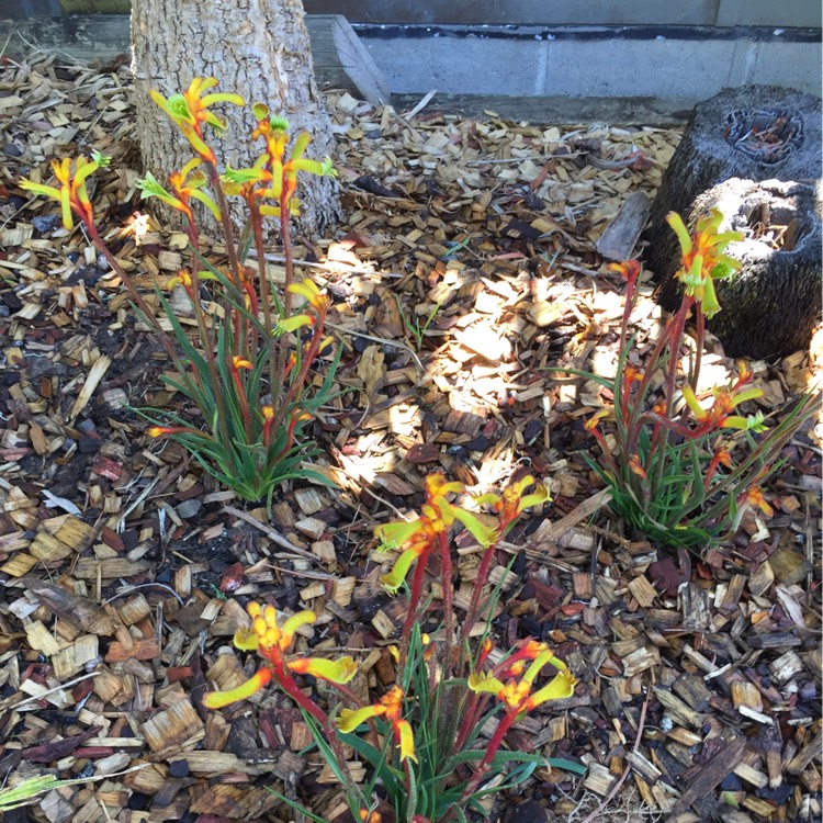 Plant image Anigozanthos 'Bush Tenacity'