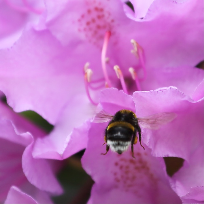 Plant image Rhododendron 'Delta'