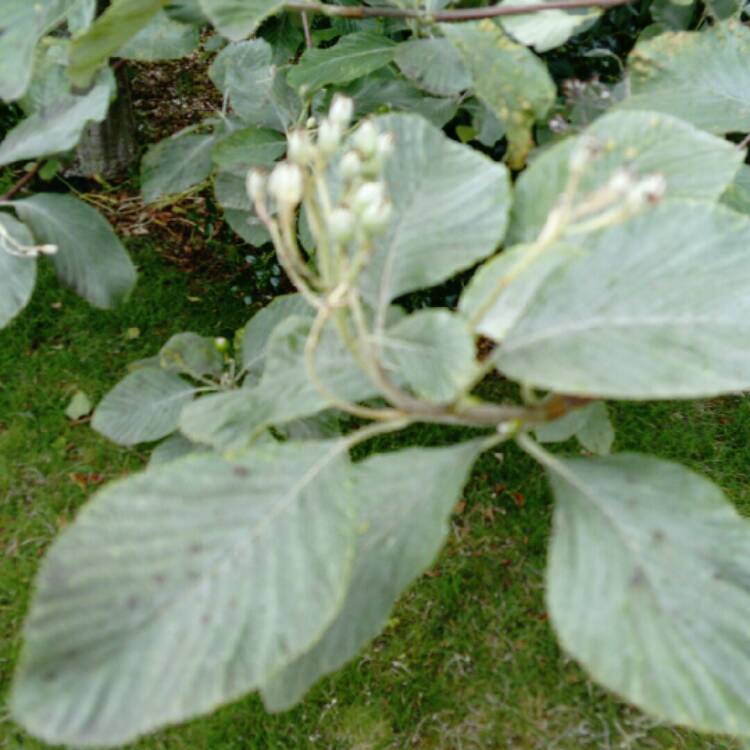 Plant image Sorbus aria