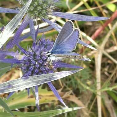 Alpine sea holly