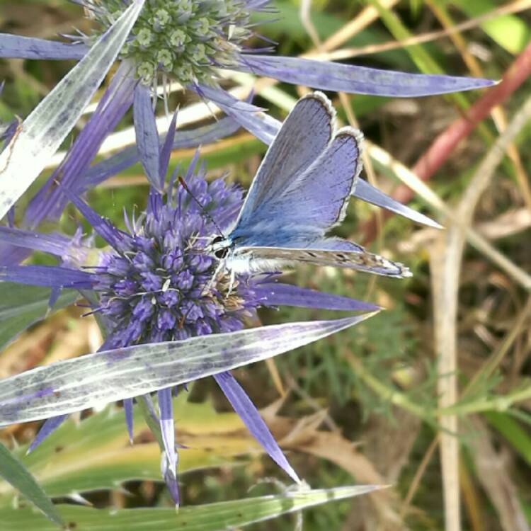 Plant image Eryngium alpinum 'Superbum'