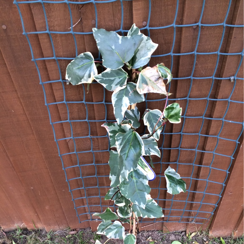 English Ivy