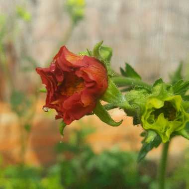 Avens 'Koi'