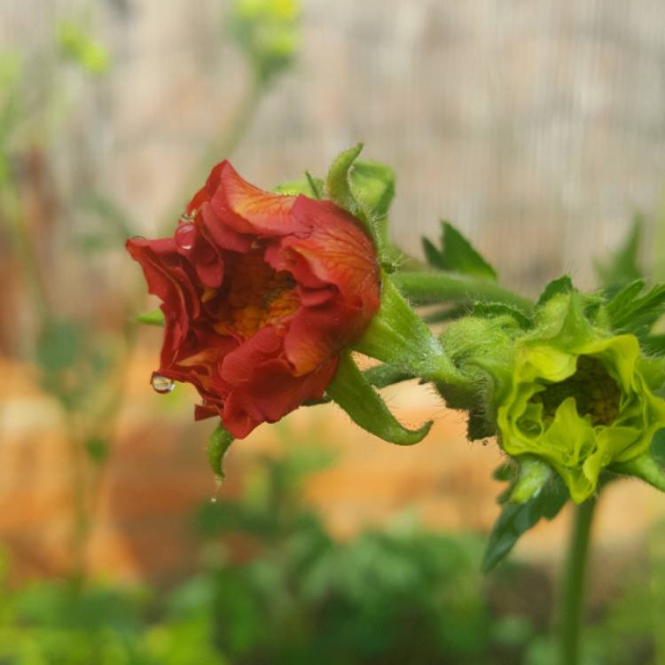 Plant image Geum coccineum 'Koi'