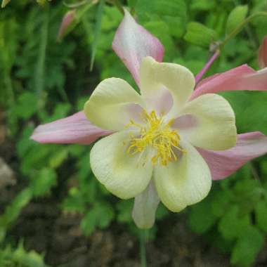 Columbine