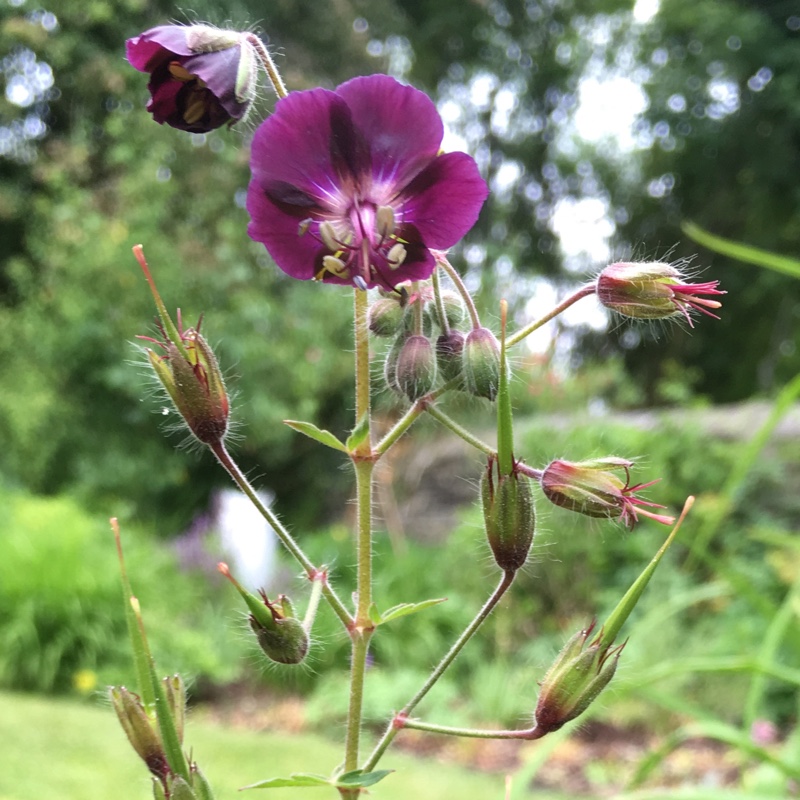 Plant image Geranium phaeum