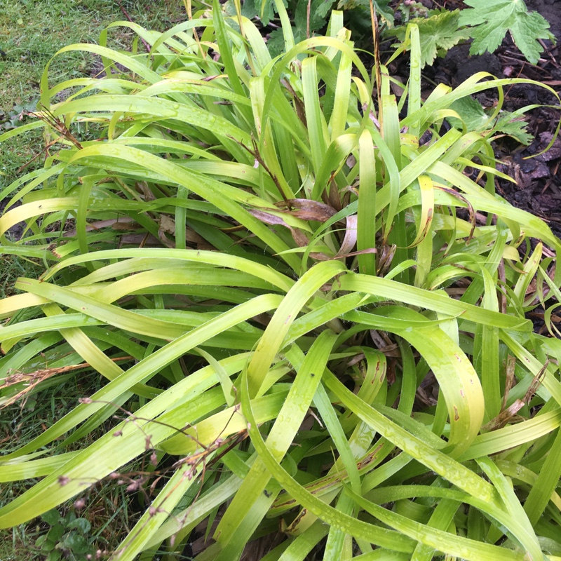 Plant image Luzula sylvatica syn. Luzula maxima