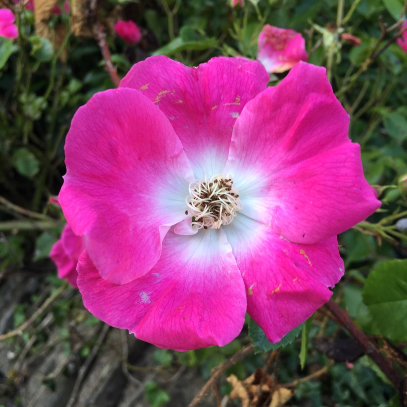 Plant image Rosa 'American Pillar'