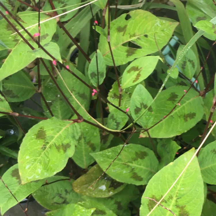 Plant image Persicaria virginiana var. filiformis 'Painter's Palette'