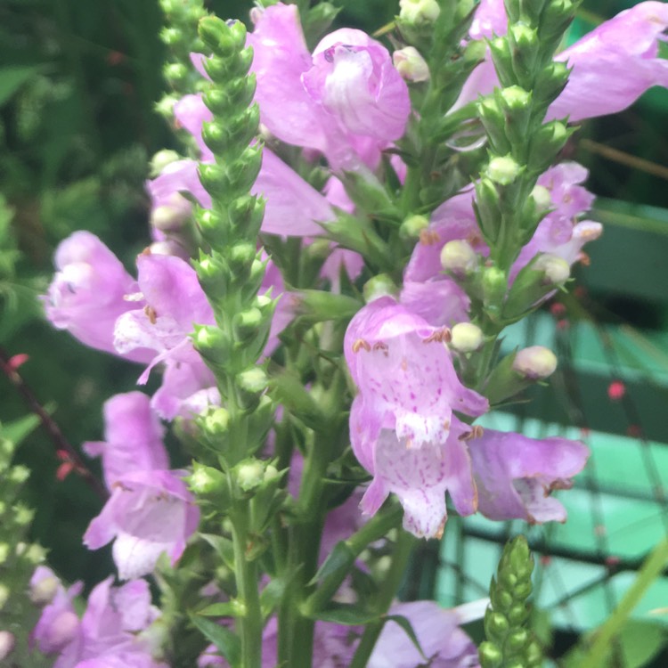 Plant image Physostegia virginiana 'Bouquet Rose'