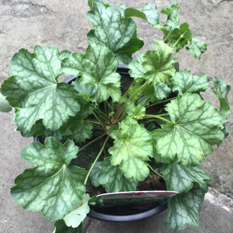 Plant image Heuchera 'Thomas'