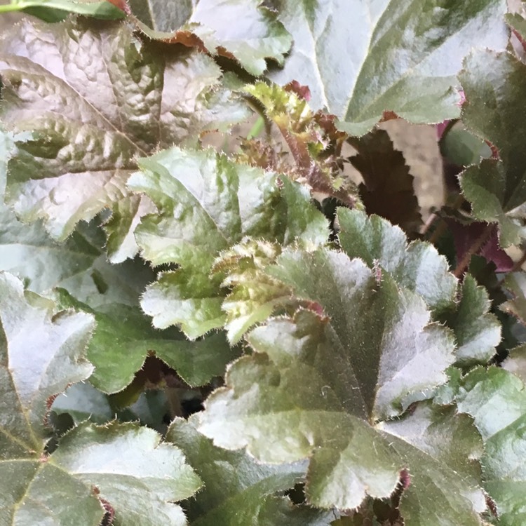 Plant image Heuchera 'Metallic Shimmer'