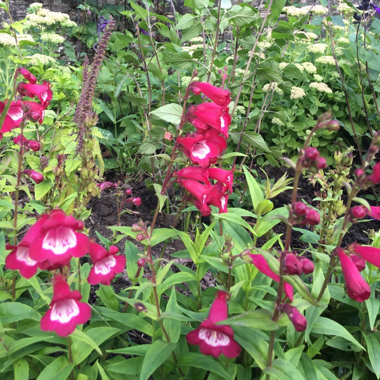 Plant image Penstemon 'Phoenix Red'